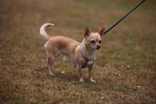 How is the UK Health System Adapting to Technological Changes?